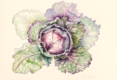 Cabbage from the market, 2015 by Alison Cooper